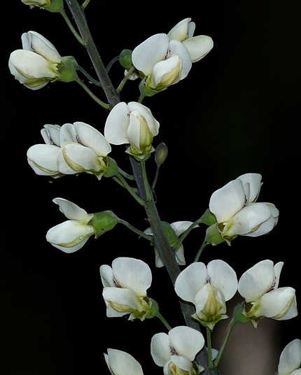 {Baptisia albescens}